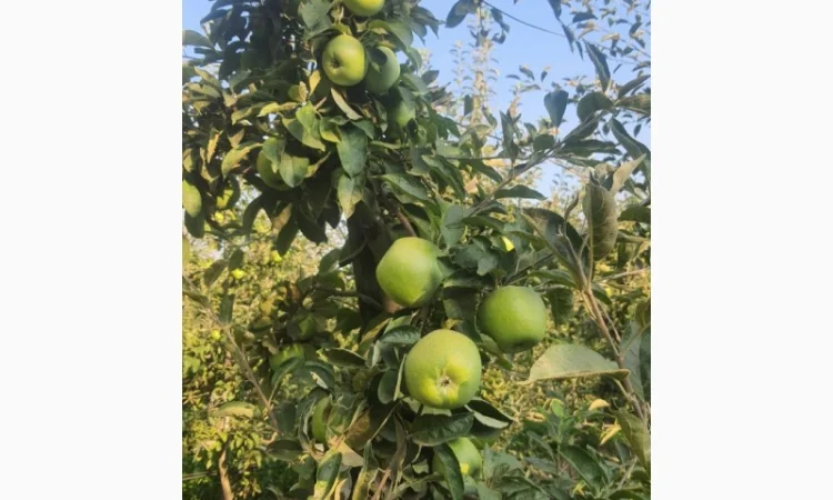 Продаются яблоки различных сортов - фото № 1