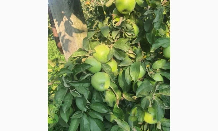 Продаются яблоки различных сортов - фото № 2