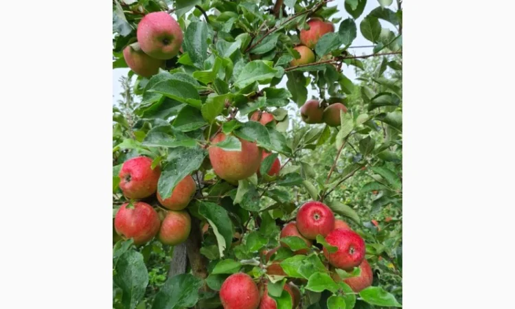 Продаются яблоки различных сортов - фото № 3