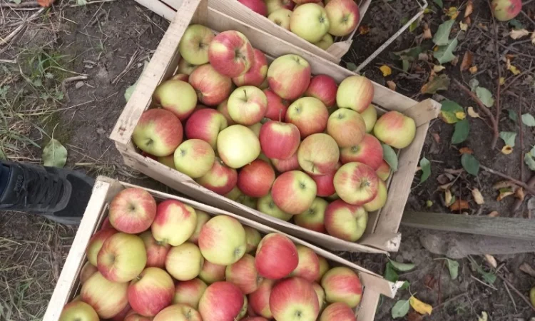 Продаются яблоки оптом из собственного сада - фото № 1