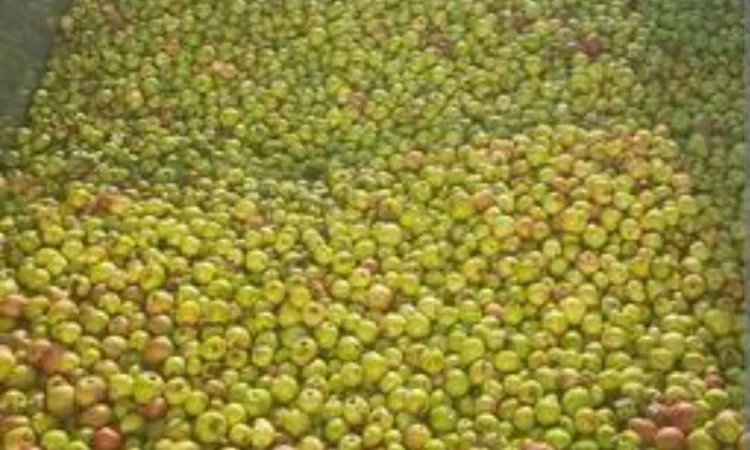 Купуємо яблука на переробку. Суми - фото № 1