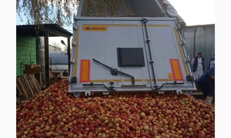 Куплю яблоки на пром. переработку. (некондиция - фото № 1