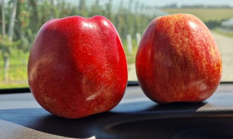 Продаются яблоки Гала Шніко - фото № 1