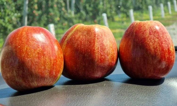 Продаются яблоки Гала Шніко - фото № 2