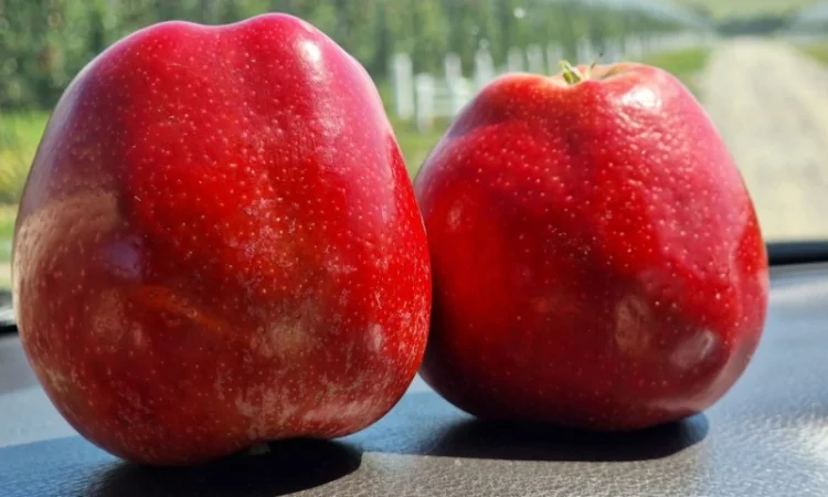 Продаются яблоки Гала Шніко - фото № 3