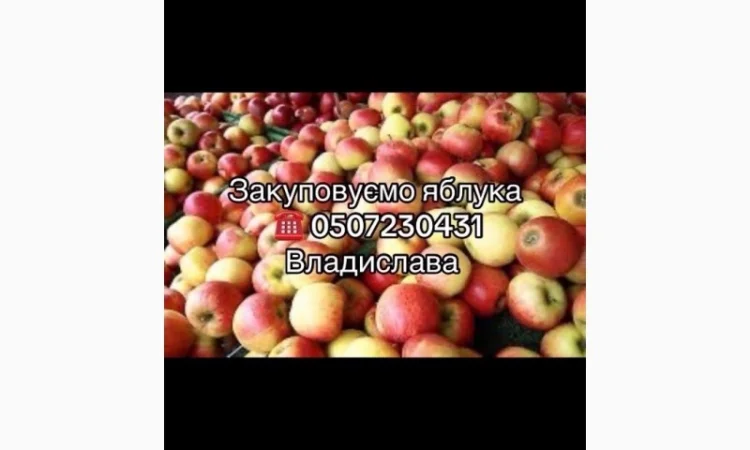 Закуповуємо яблука від населення та оптовиків в необмеженій кількості - фото № 1