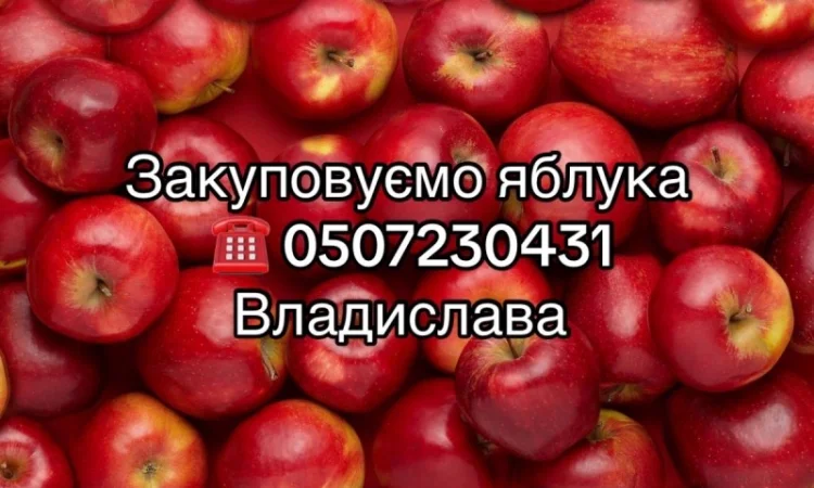 Купуємо яблука на переробку в необмеженій кількості.Куплю яблука - фото № 1