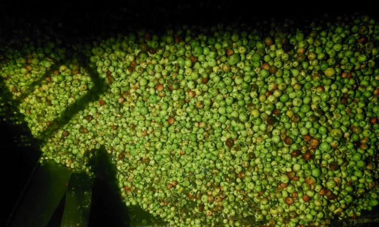 Куплю яблоки для переработки от 24 до 35 тонн самовывозом - фото № 1