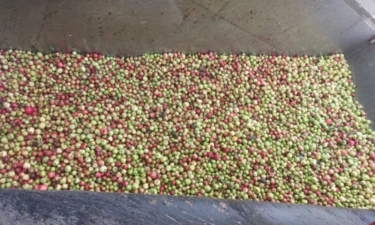 Куплю яблоки для переработки от 24 до 35 тонн самовывозом - фото № 2