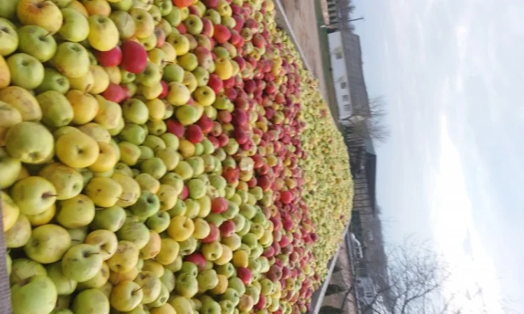 Куплю яблоки на переработку самовывоз от 24 тонн - фото № 1