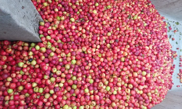 Куплю яблоки на переработку самовывоз от 24 тонн - фото № 2