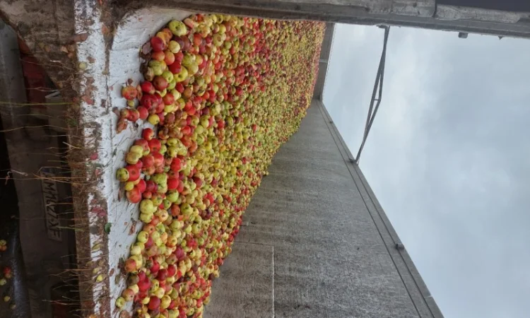 Куплю яблоки на переработку самовывоз от 24 тонн - фото № 3