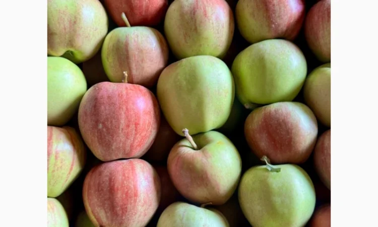 Продаются яблоки сорта Гала - фото № 1