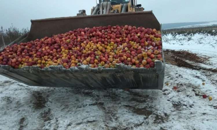 Яблоки на переробку на сік - фото № 1