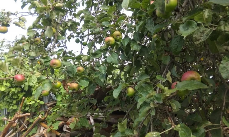 Яблоки груши на сік закупка - фото № 1