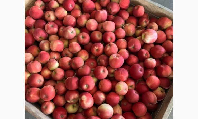 Продается качественное яблоко - фото № 1