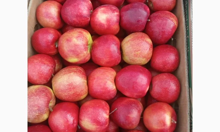 Продается качественное яблоко - фото № 11