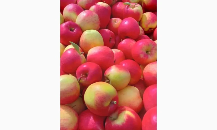 Продается качественное яблоко - фото № 2