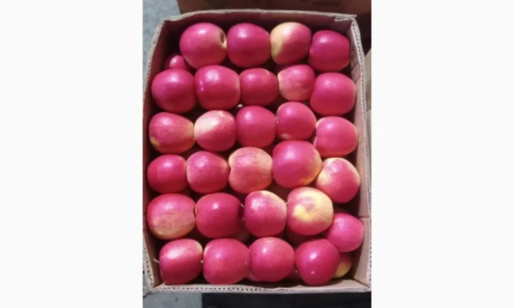 Продается качественное яблоко - фото № 3