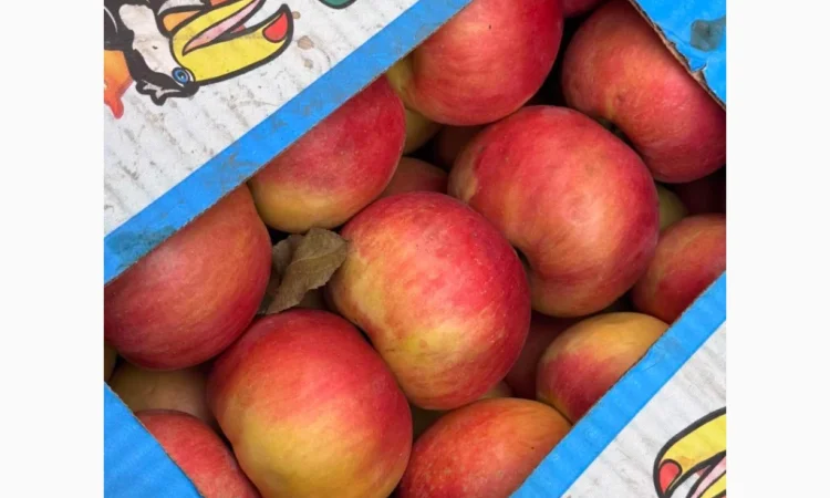 Продается качественное яблоко - фото № 4