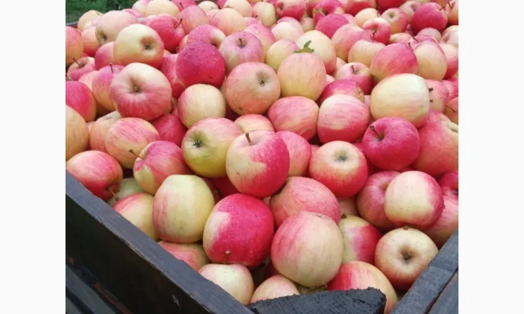 Продается качественное яблоко - фото № 5