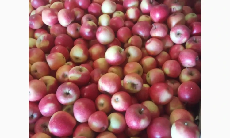 Продается качественное яблоко - фото № 7