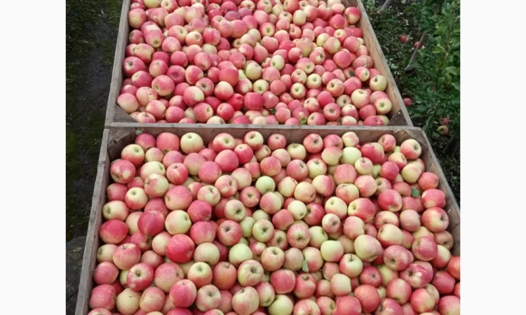 Продается качественное яблоко - фото № 8