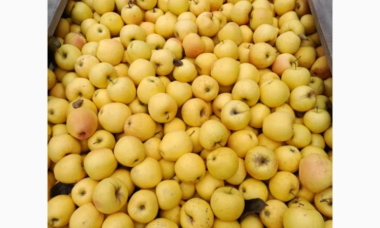 Продажа яблок сорта Голден Делішес и Флоріна - фото № 2