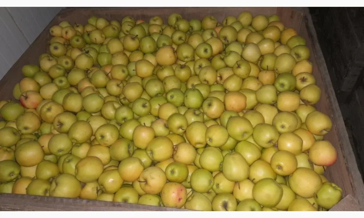 Продаються яблука: Голден, Фуджі, Джеромін, Гала, якісні - фото № 1