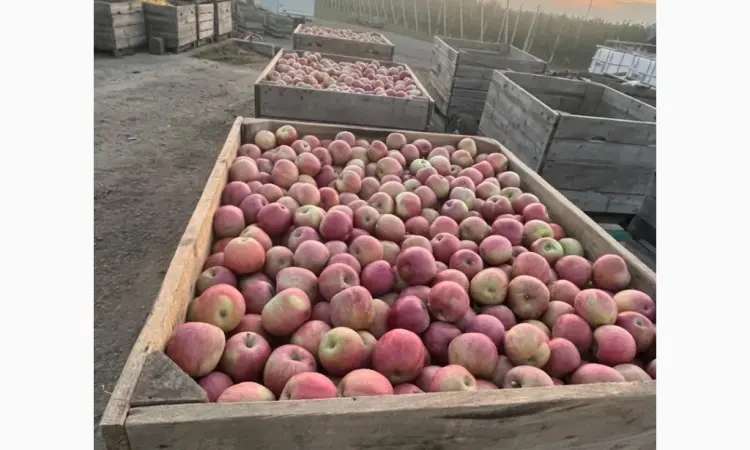 Продаються яблука: Голден, Фуджі, Джеромін, Гала високої якості у Вінниці - фото № 5