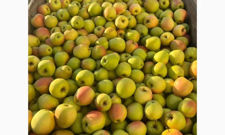 Продаються яблука: Голден, Фуджі, Джеромін, Гала, якісні - фото № 7