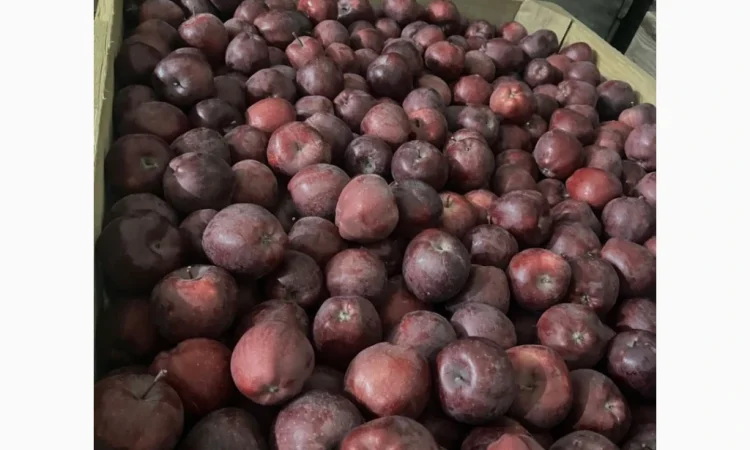 Продаються яблука: Голден, Фуджі, Джеромін, Гала, якісні - фото № 8