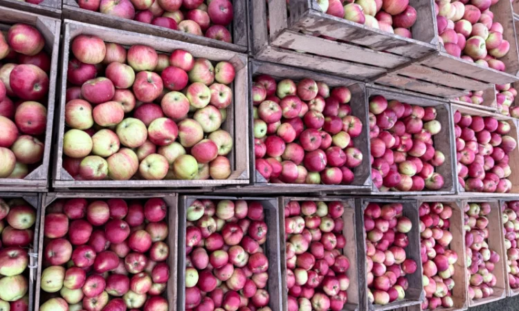 Пропоную яблука сорту Айдарет - фото № 3