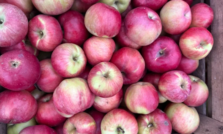 Пропонуються яблука сортів Спартан та Айдарет - фото № 1