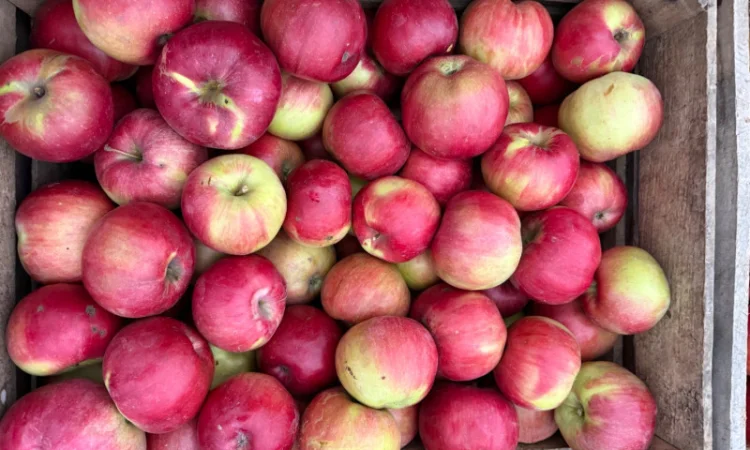 Пропонуються яблука сортів Спартан та Айдарет - фото № 2