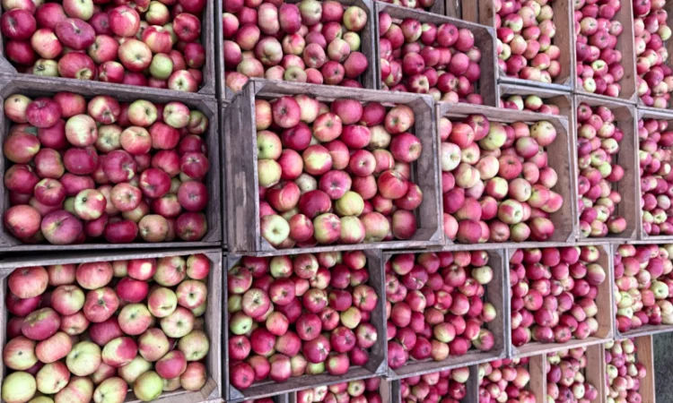 Пропонуються яблука сортів Спартан та Айдарет - фото № 3