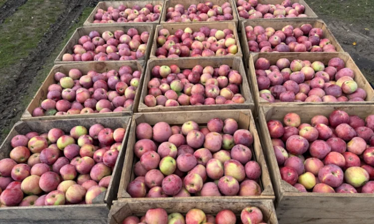 Пропонуються яблука сортів Спартан та Айдарет - фото № 4