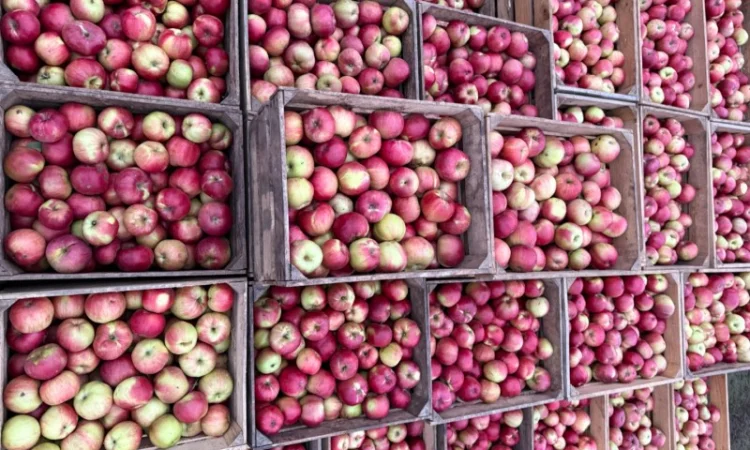 Продаются яблоки сортов Спартан и Айдарет - фото № 4