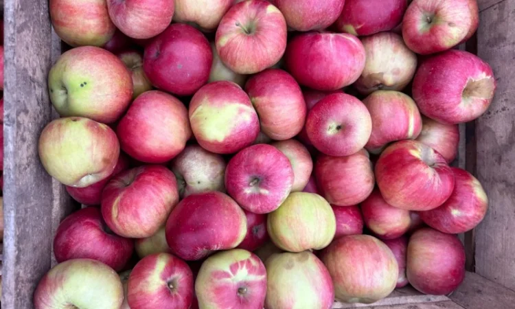 Продаются яблоки сортов Спартан и Айдарет - фото № 5