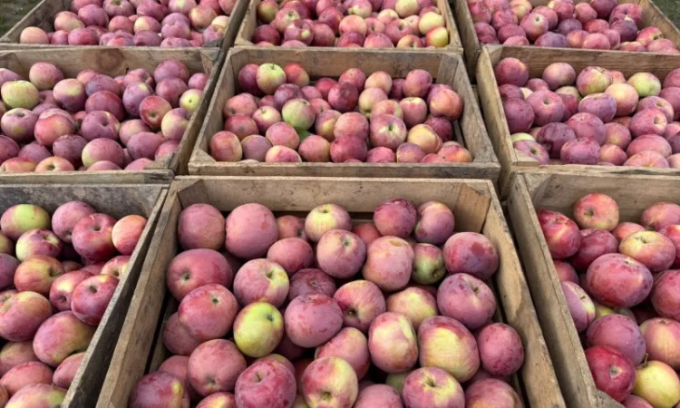 Продаются яблоки сортов Спартан и Айдарет - фото № 6