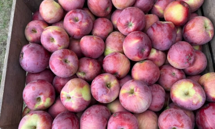 Пропонуються яблука сорту Спартан та Айдарет - фото № 3