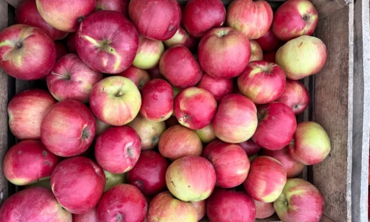 Пропонуються яблука сорту Спартан та Айдарет - фото № 1