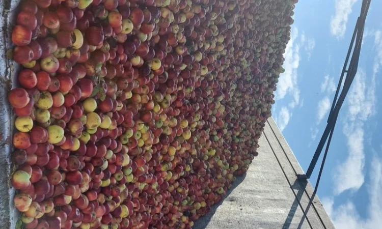 Купую яблука на переробку - фото № 1