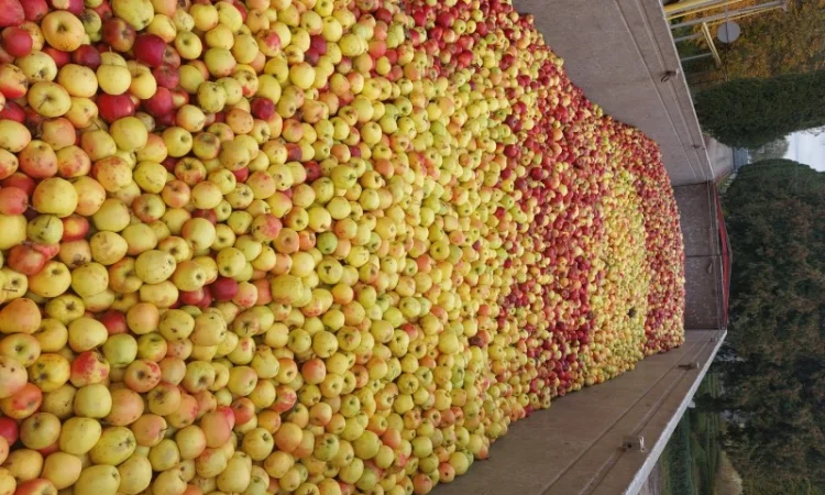 Купую яблука на переробку - фото № 2