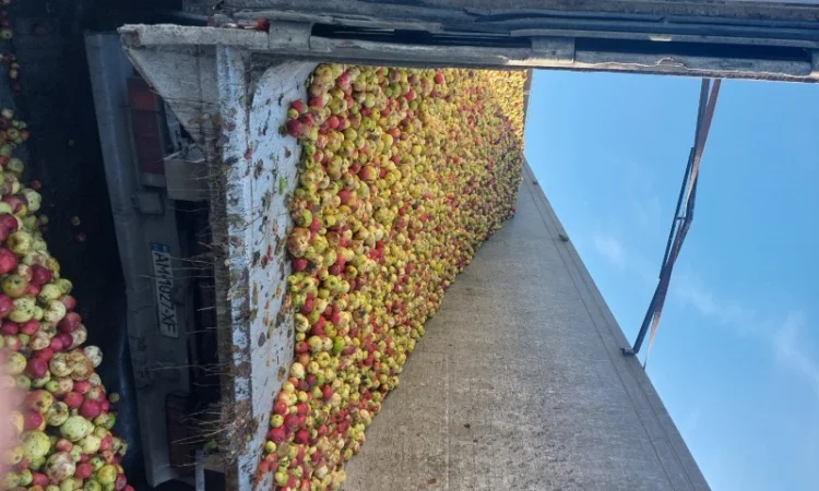 Купую яблука на переробку - фото № 3