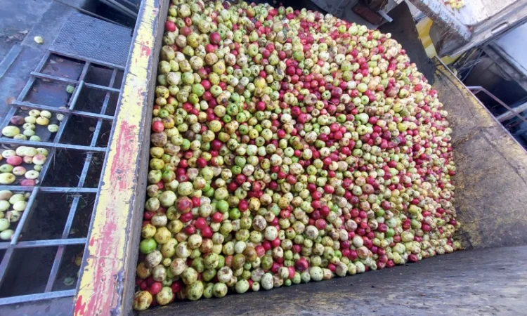 Купую яблука на переробку - фото № 4