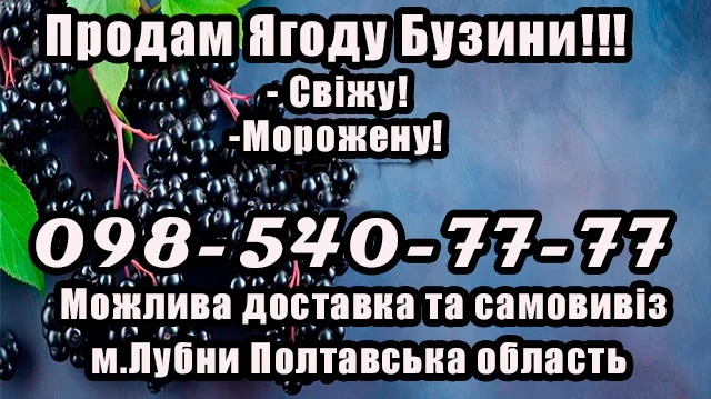 Реалізую ягоду бузини - фото № 1