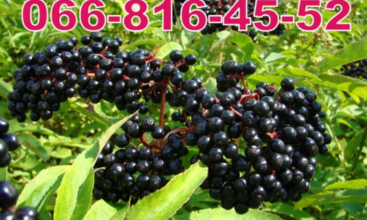 Закуповуємо на переробку та на бочку БУЗИНУ - фото № 1