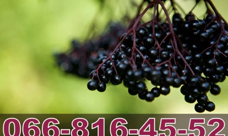 Завод Закуповує бузину за найвищими у цьому сезоні цінами - фото № 1