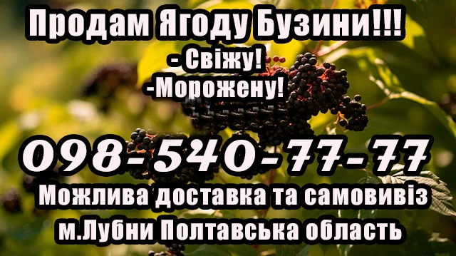 Продаж свіжої ягоди бузини від власного виробництва - фото № 1